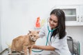 Smiling asian veterinarian examining a cat on the table