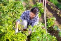 Asian woman harvesting ripe eggplants on vegetable garden Royalty Free Stock Photo