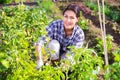 Asian woman harvesting ripe eggplants on vegetable garden Royalty Free Stock Photo