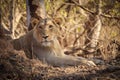 Smiling Asiatic Lion in Gir forest