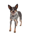 Smiling Australian Cattle Dog Standing