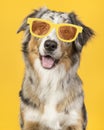 Smiling australian shepherd dog wearing yellow summer glasses on a yellow background