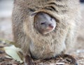 Smiling Baby Quokka