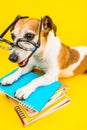 Smiling back to school dog. Funny pet and bright colors. Yellow background and blue books Royalty Free Stock Photo