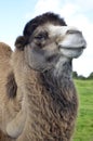 Smiling Bactrian Camel Portrait Royalty Free Stock Photo