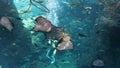 Smiling Batoidea under water, marine fish in the aquarium. Man in diving suit. Enoshima Aquarium. Fujisawa / Japan