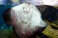 Smiling Batoidea under water. Batoidea is a superorder of cartilaginous fishes commonly known as rays