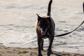 smiling dog squinting in the sun on beach Royalty Free Stock Photo