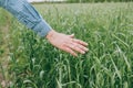 Smiling bearded man holding ears of wheat on a background a wheat field. Happy agronomist farmer cares about his crop for the rich Royalty Free Stock Photo