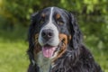 A smiling Bernese Mountain Dog