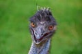 Smiling bird emu Royalty Free Stock Photo