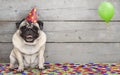 Smiling birthday party pug dog, with confetti and balloon, sitting down celebrating, on old wooden backgrond