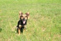 Smiling black and brown furry dog Royalty Free Stock Photo