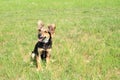 Smiling black and brown furry dog