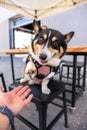 Smiling black headed tri color Pembroke Welsh Corgi giving paw to a person in a bar