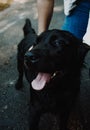 Smiling black labrador being cuddle