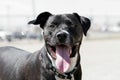 Smiling black pitbull posing for a natural portrait