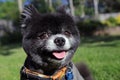 Smiling black pomeranian