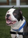 Smiling black and white pitbull with cropped ears Royalty Free Stock Photo