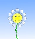 Smiling blinking ox eye daisy Royalty Free Stock Photo