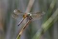 Smiling Blue Dasher Dragonfly sitting on reed Royalty Free Stock Photo