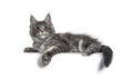 Smiling blue silver Maine Coon cat kitten on white background Royalty Free Stock Photo