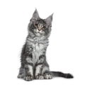 Smiling blue silver Maine Coon cat kitten on white background Royalty Free Stock Photo