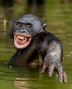 Smiling Bonobo in the water.