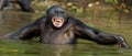 Smiling Bonobo in the water.