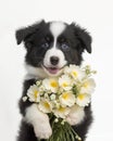 Smiling border collie puppy dog with a bouquet of flowers as Mothers day or birthday present.