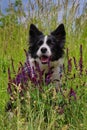 Smiling Border Collie Sitting Behind Lavender Royalty Free Stock Photo