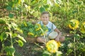 A smiling boy with a basket of sunflowers. Smiling boy with sunflower. A cute smiling boy in a field of sunflowers. Royalty Free Stock Photo