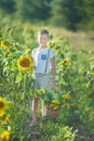 A smiling boy with a basket of sunflowers. Smiling boy with sunflower. A cute smiling boy in a field of sunflowers. Royalty Free Stock Photo