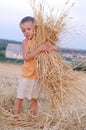 The smiling boy collects a harvest of wheat spikes. Happy little boy having fun in the golden field. Royalty Free Stock Photo