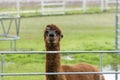 Smiling brown Alpaca peering over metal fence Royalty Free Stock Photo