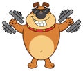 Smiling Brown Bulldog Cartoon Mascot Character With Sunglasses Working Out With Dumbbells