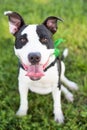 Smiling Brown and white American PitBull terrier