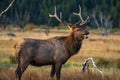 A Large Bull Elk Smiles During the Fall Rut