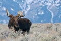 Smiling Bull Moose