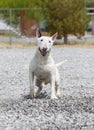 Smiling bull terrier getting hit with water