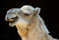 Smiling camel Royalty Free Stock Photo