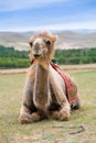 Smiling camel Royalty Free Stock Photo