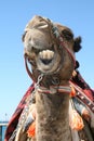 Smiling camel Royalty Free Stock Photo