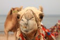 Smiling camel Royalty Free Stock Photo