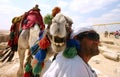 Smiling camel Royalty Free Stock Photo