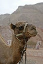 Smiling Camel Royalty Free Stock Photo