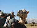 Smiling camel Royalty Free Stock Photo