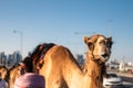 Smiling camel on city street