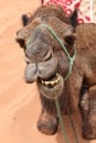 Smiling Camel in desert Royalty Free Stock Photo