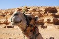 Smiling camel, Egypt